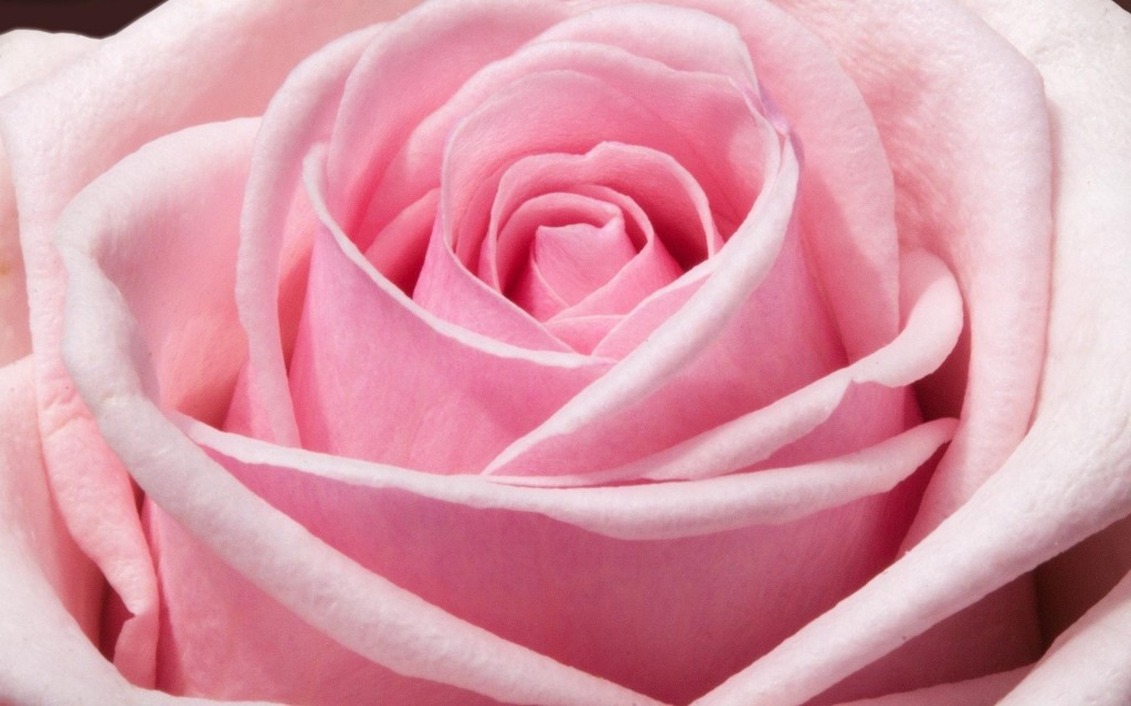送给爱的人唯美艳丽小清新的玫瑰花