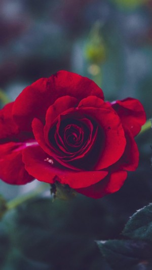 娇艳欲滴的红玫瑰花图片，花语热烈与激情的爱