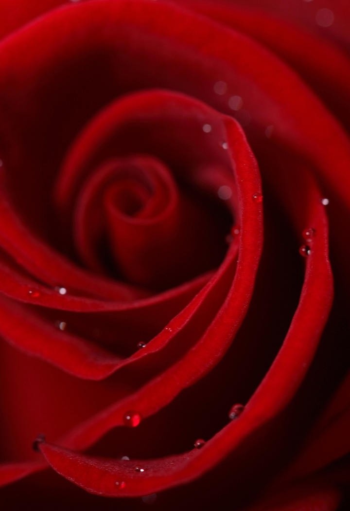 湿漉漉的玫瑰花花瓣高清特写图片