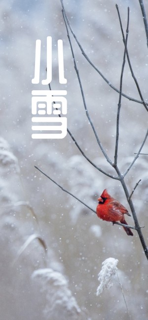 小雪之树上的小鸟
