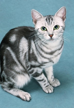 高清美国短尾猫咪图片
