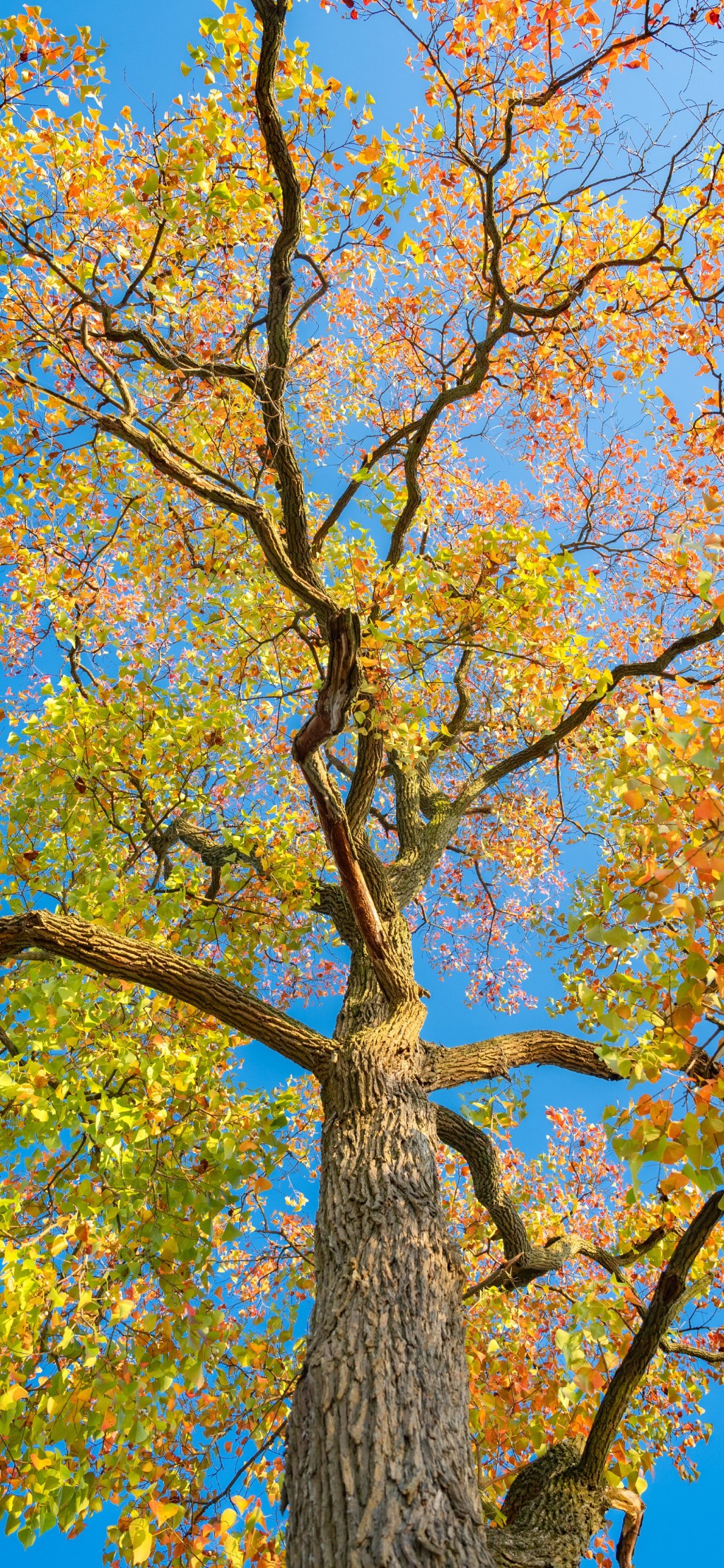 秋天树叶风景手机壁纸