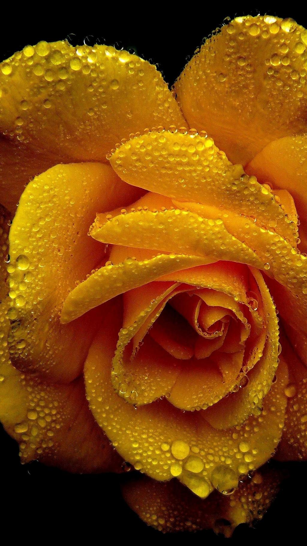 情人节的黄色玫瑰花