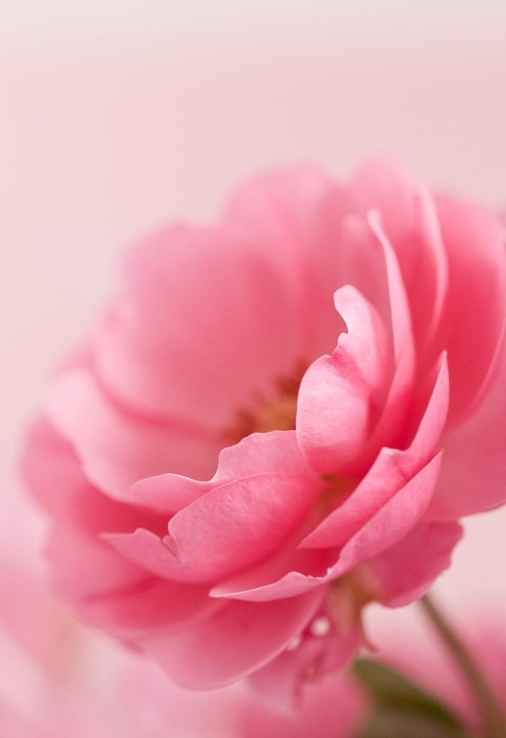 纸板上的粉色玫瑰花图片