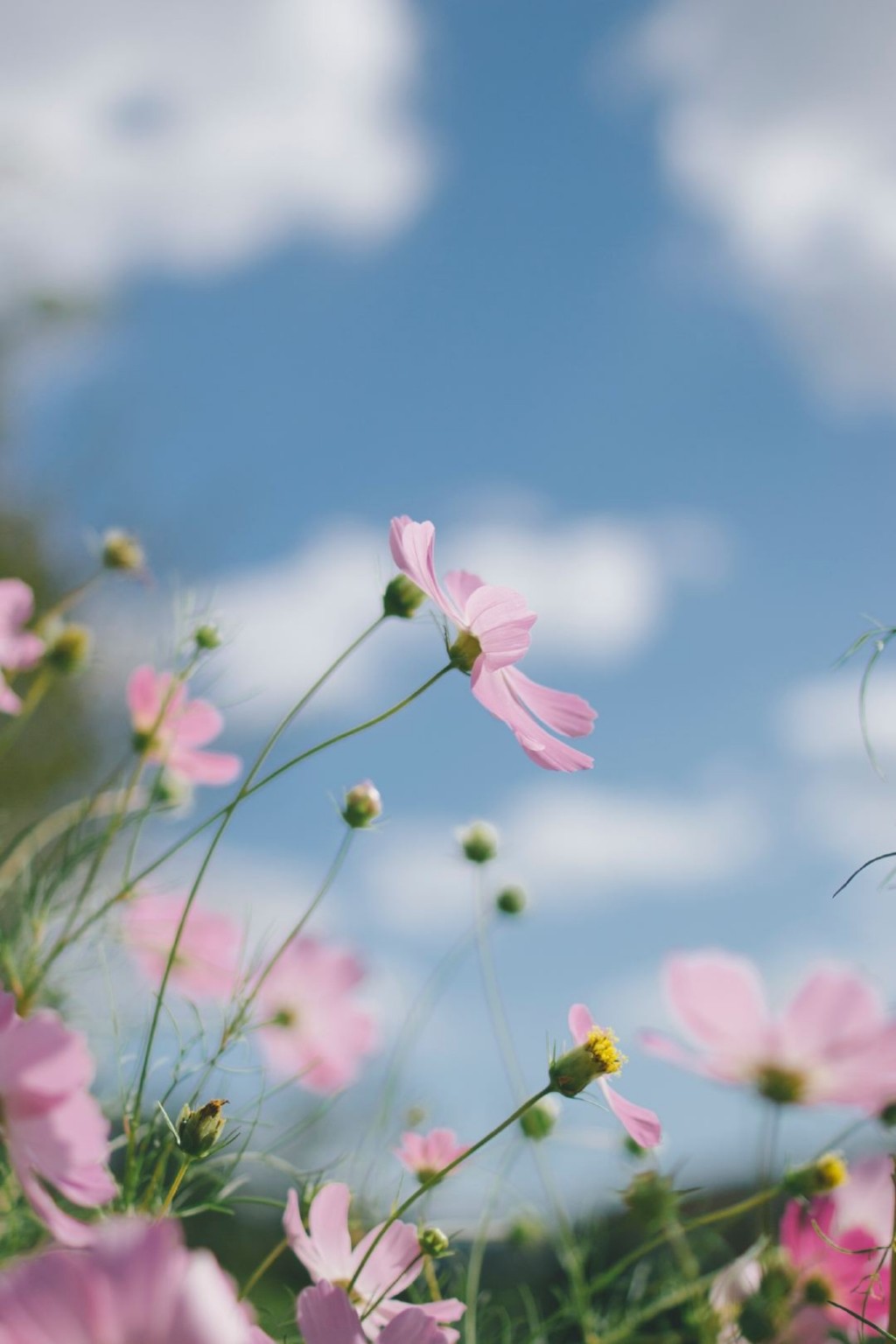 可爱小清新花卉摄影手机壁纸