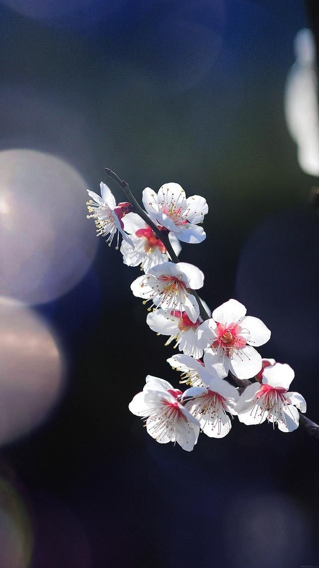 三月绽放美丽的樱花图片