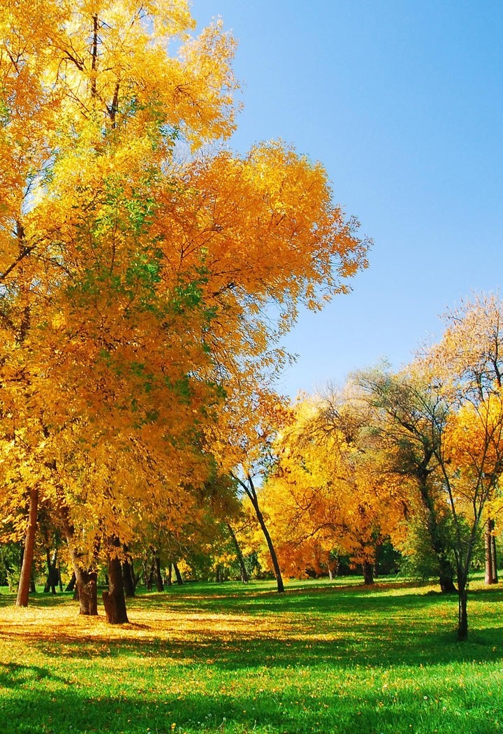 秋天黄色的枫叶图片