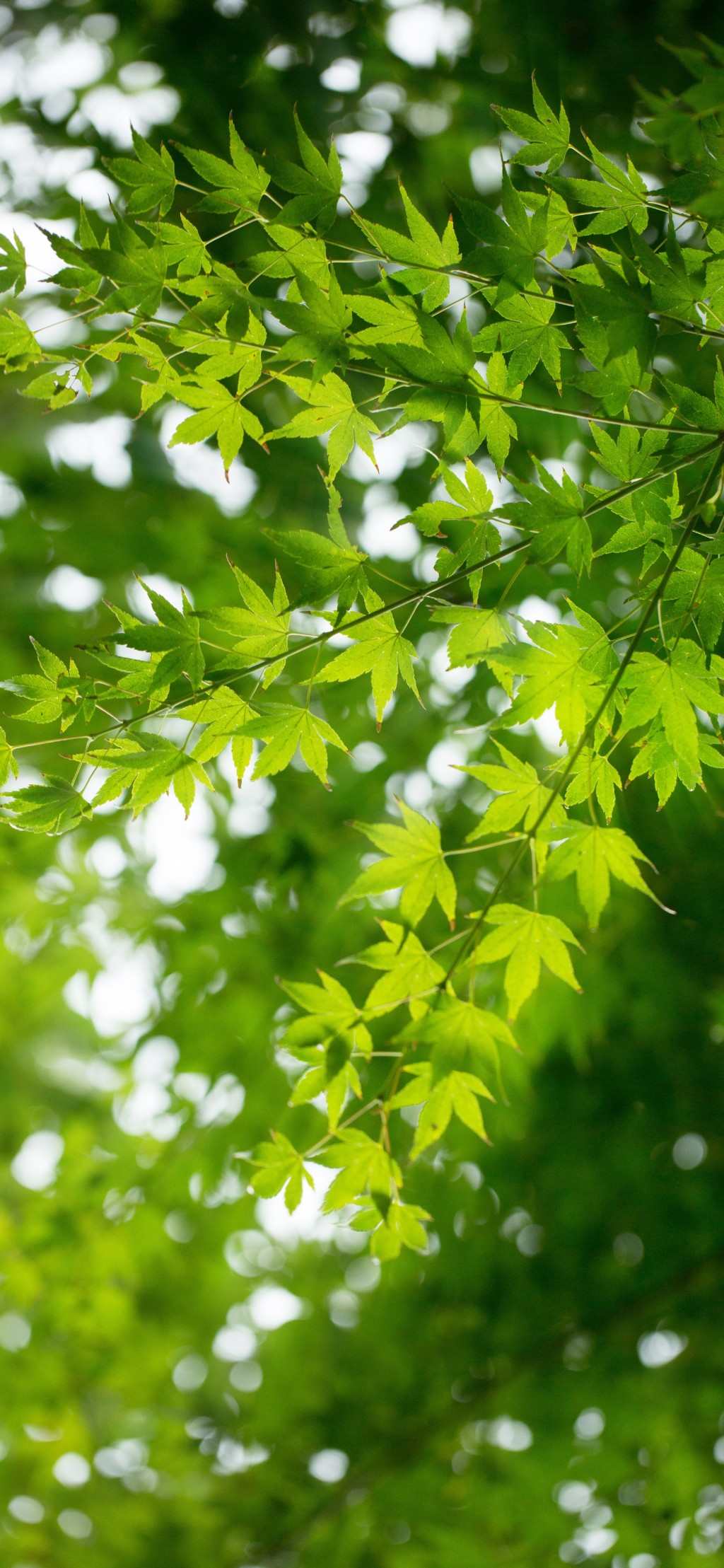 清新绿色树叶倾心风景手机壁纸