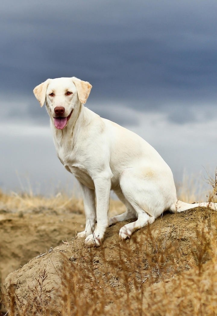 白色金毛犬图片