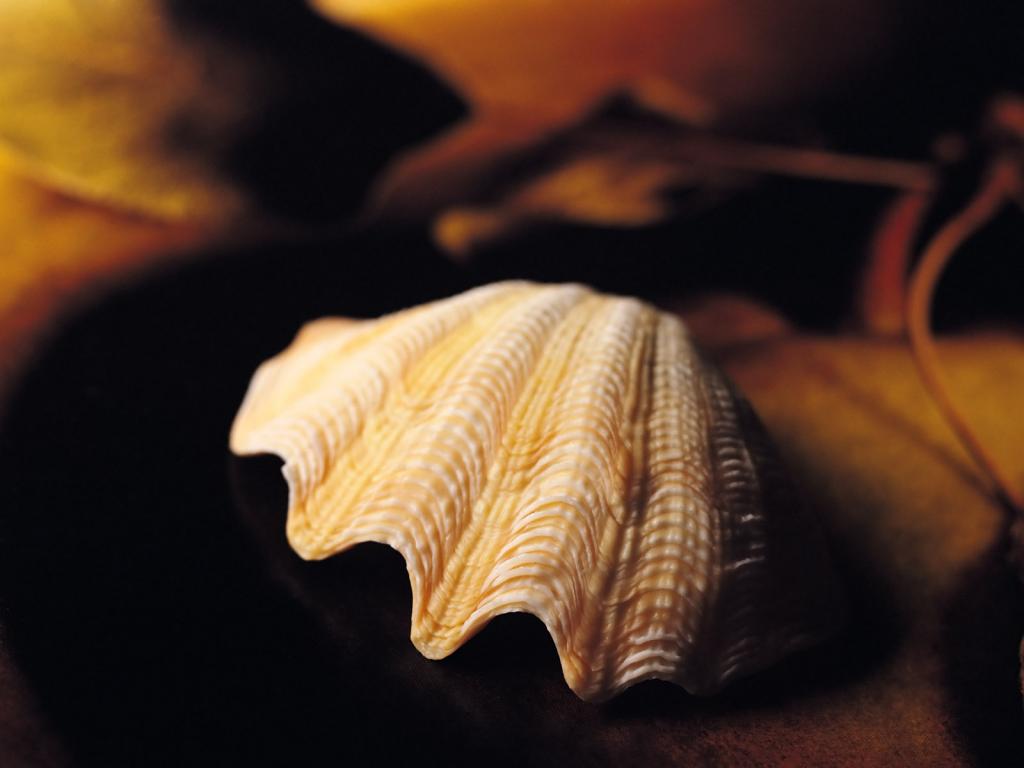 贝壳海螺唯美桌面壁纸