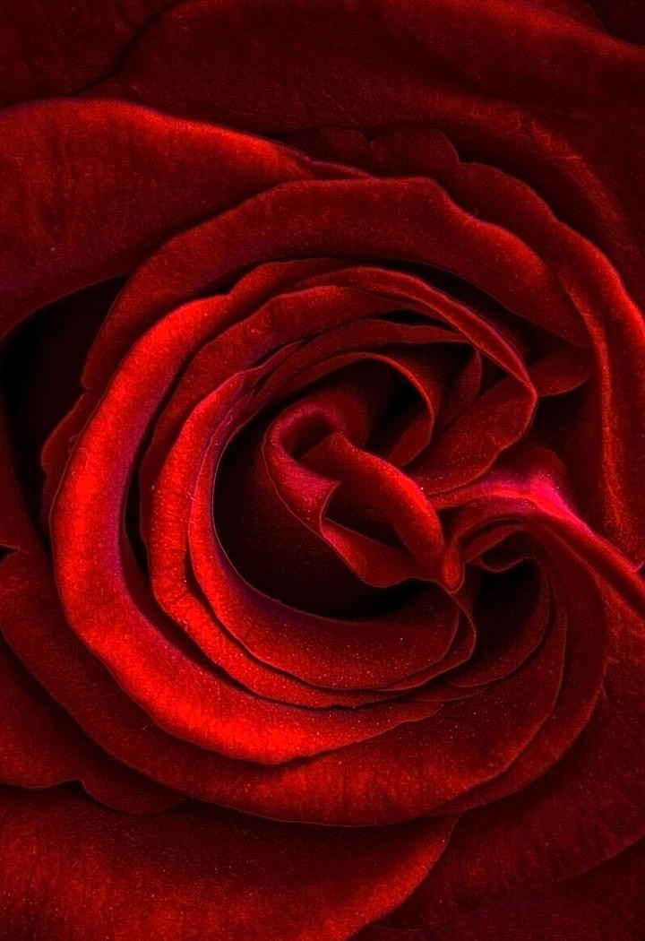 美艳而富有魅力的玫瑰花图片