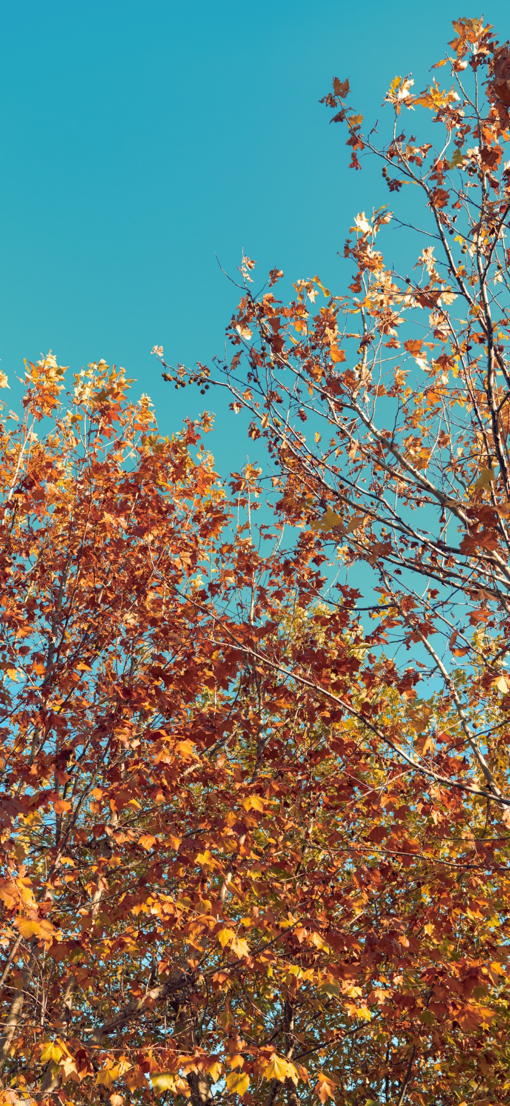 秋天风景清新早安手机壁纸
