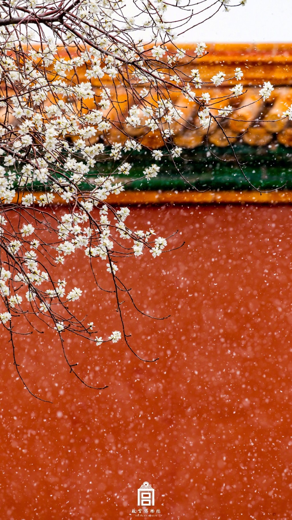 故宫的花朝春雪
