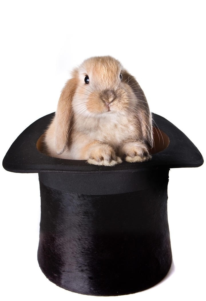 魔法帽子里的兔子图片
