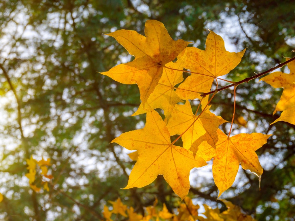 秋天黄色树叶风景平板壁纸