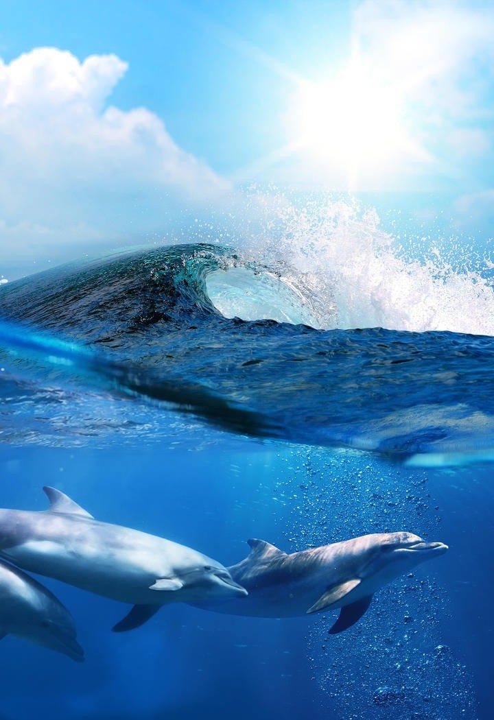 水里游玩的海豚图片