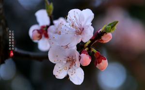 春季唯美杏花花语“少女的爱慕”