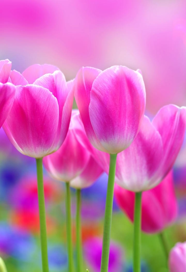 高清粉红色郁金香鲜花图片