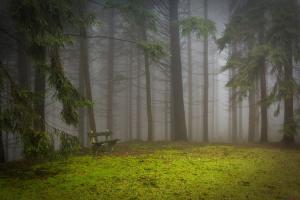 松树林 林间空地 迷雾 风景图片