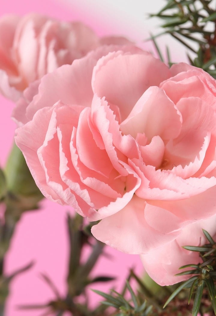 沁人心脾的粉色玫瑰花图片