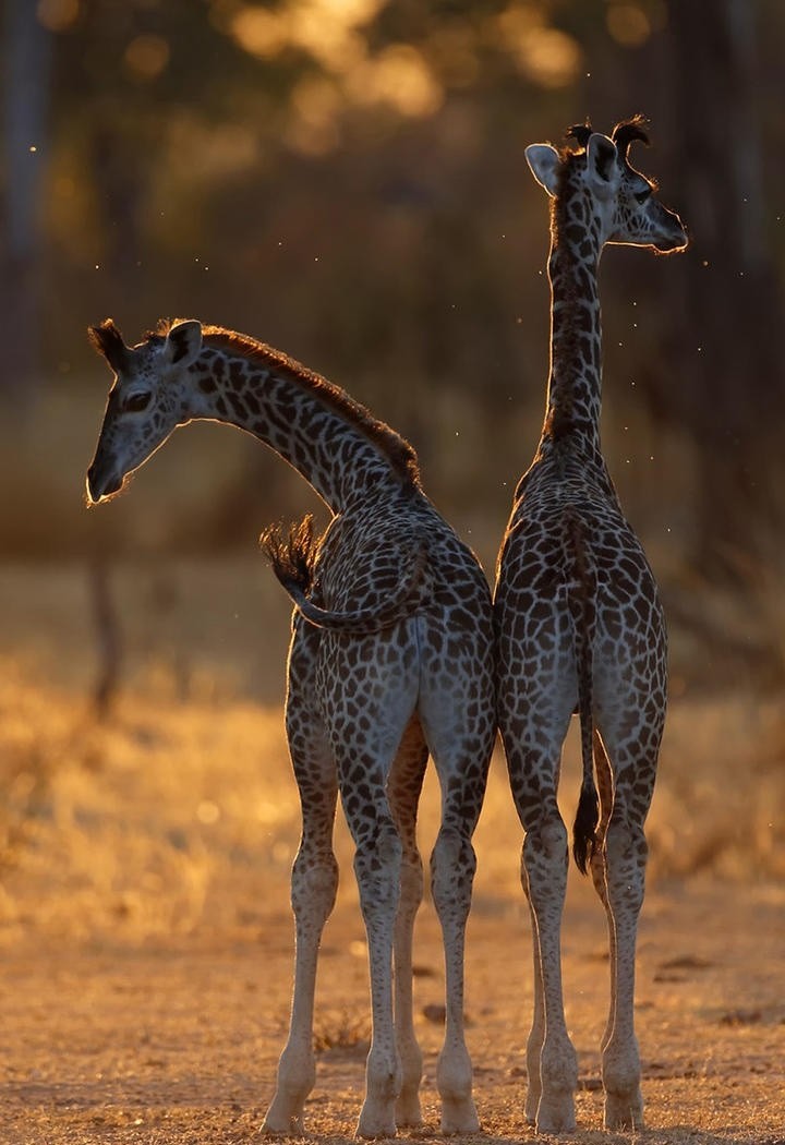 两头长颈鹿背影高清特写