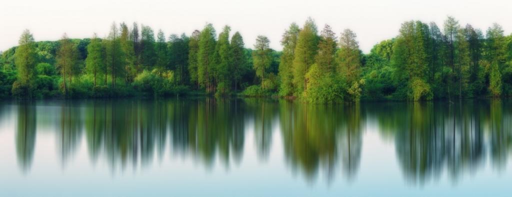 湖边的树林风景图片