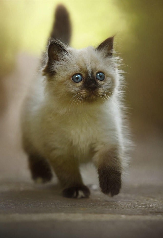 可爱的暹罗猫幼猫图片