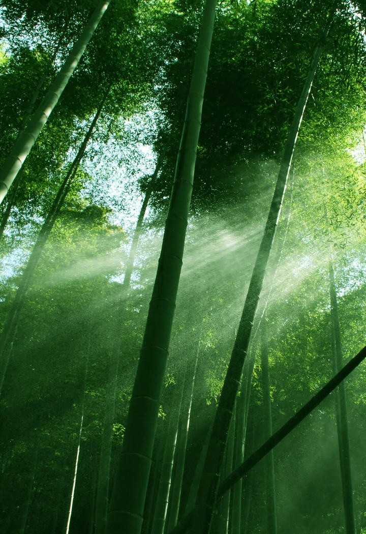 阳光照在竹林图片
