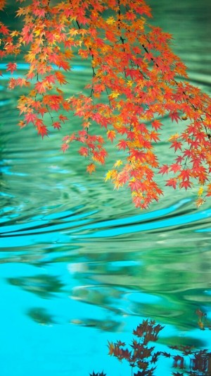 秋天的枫叶与湖水