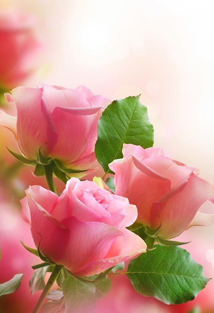 布满水珠的粉色玫瑰花图片