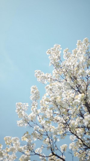 淡雅养眼的春日樱花
