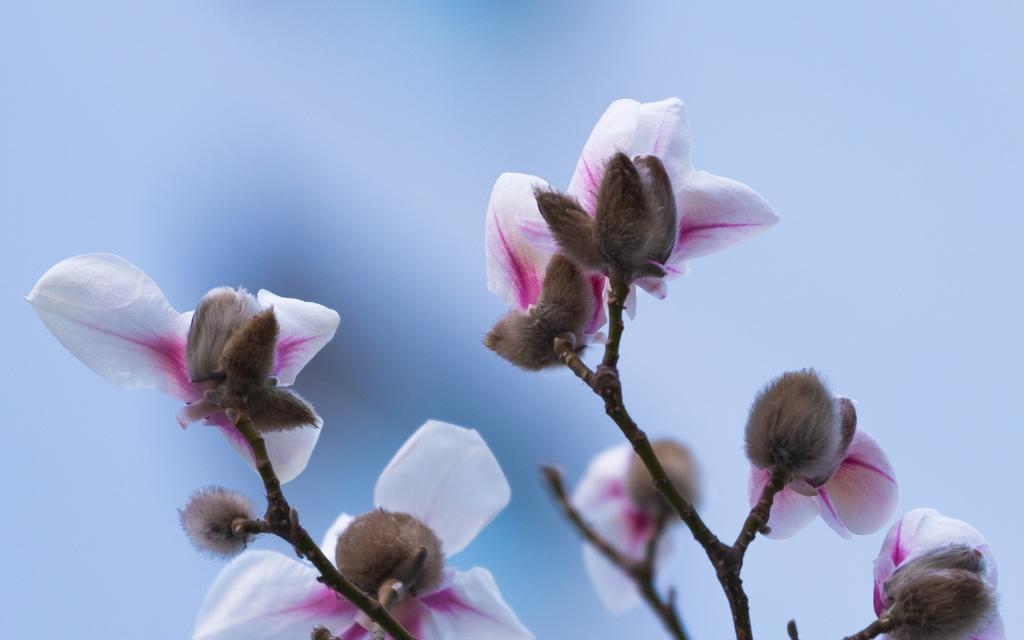 初春白玉兰花图片，唯美清香