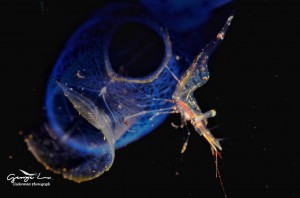 水下微距摄影：透明的虾