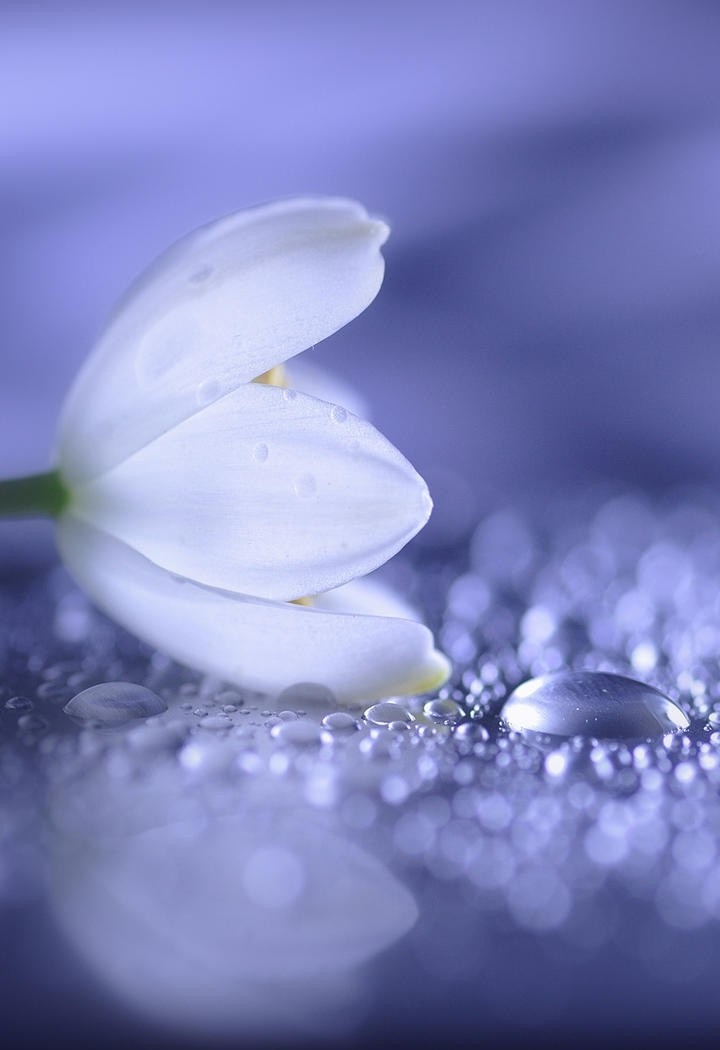 唯美白色鲜花图片
