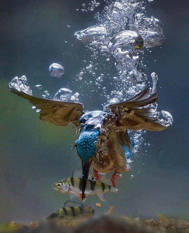 翠鸟的水下狩猎