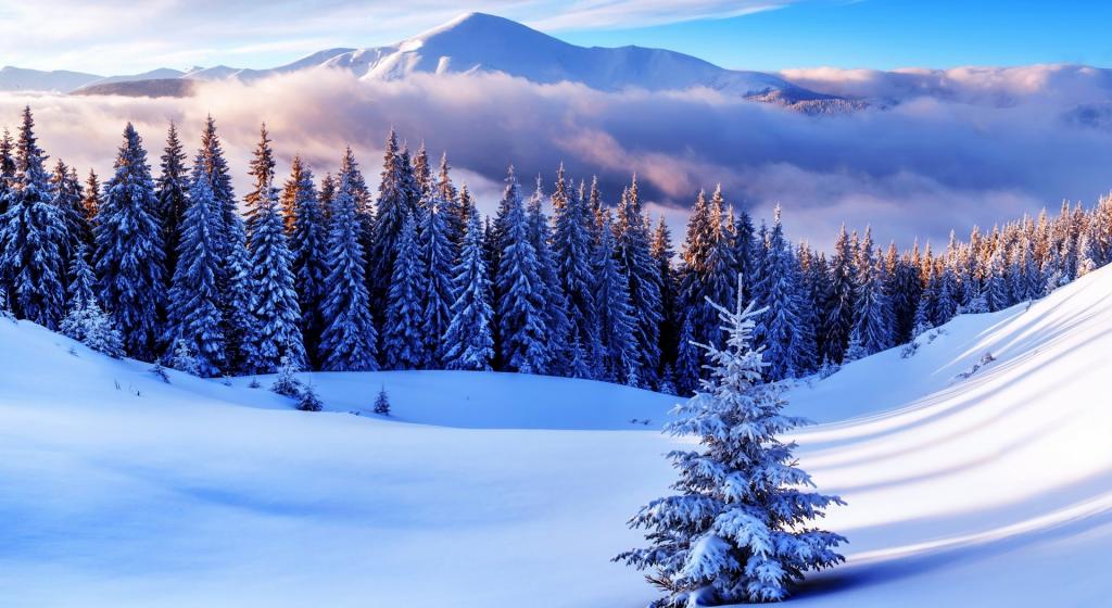 白色大地森林风景雪树写真