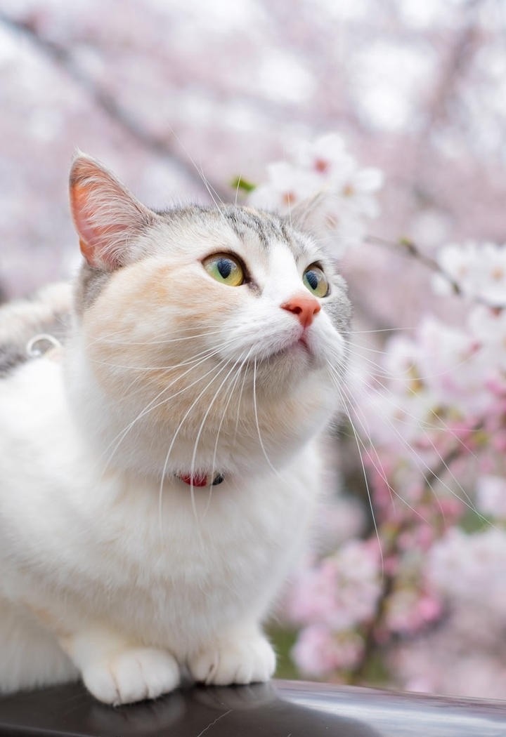 樱花树下的猫咪图片