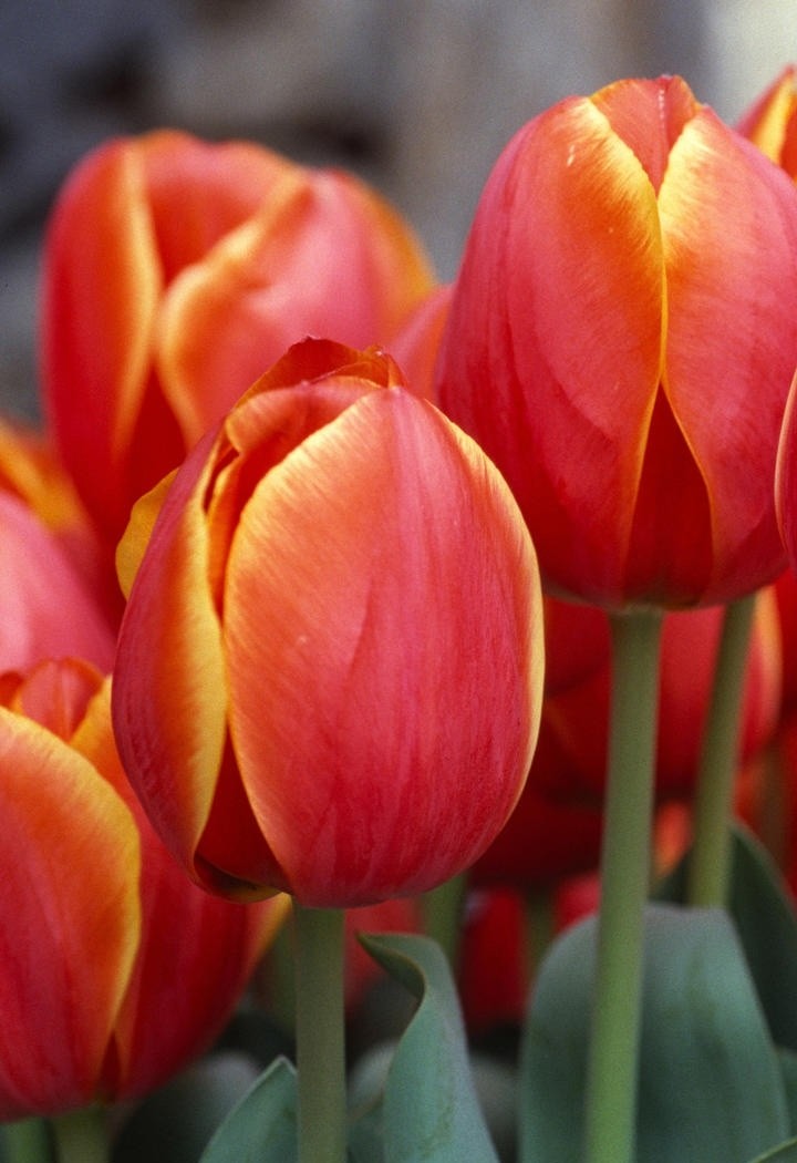红色郁金香鲜花图片