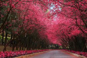 公园,道路,树木,盛开的粉色花图片