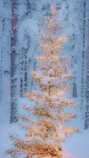 圣诞树唯美梦幻雪地摄影