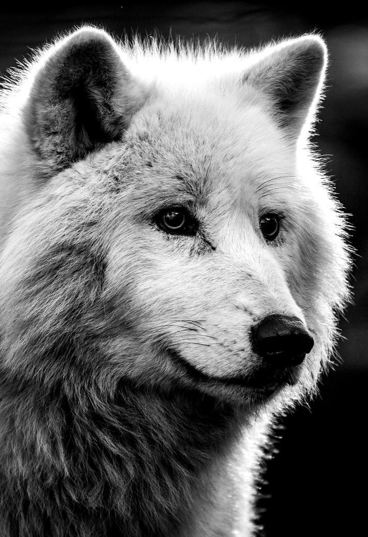 野生动物狼摄影图片