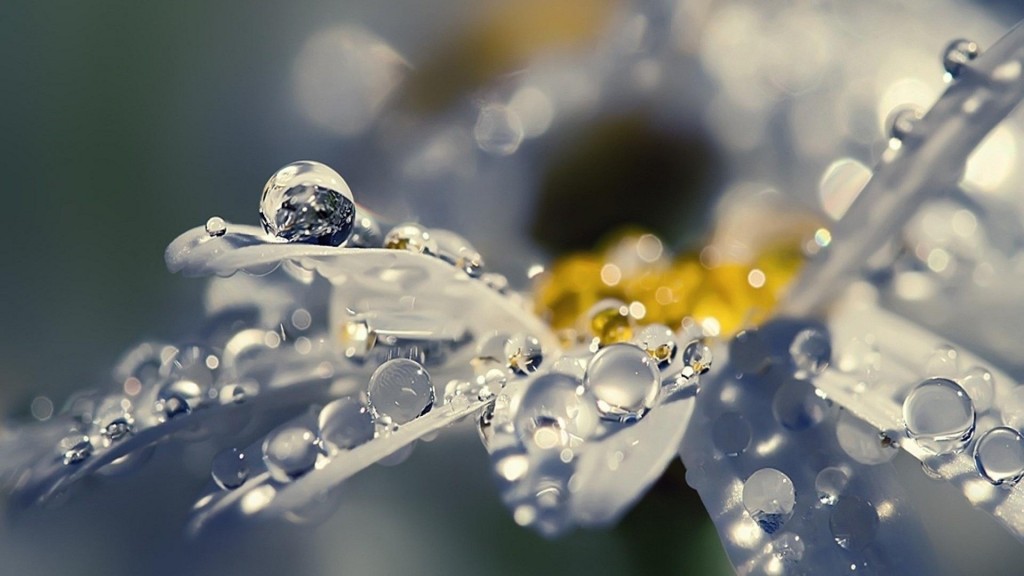 唯美花朵上的雨水