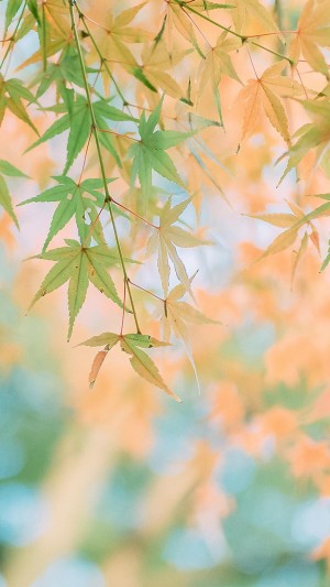 秋日泛黄的枫叶微距摄影
