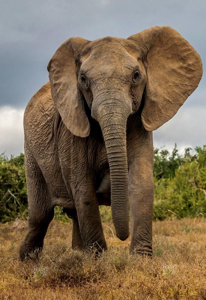 野生大象动物高清图片集