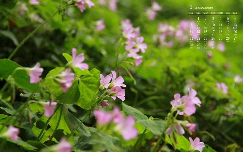 2019年1月小清新植物花卉日历壁纸