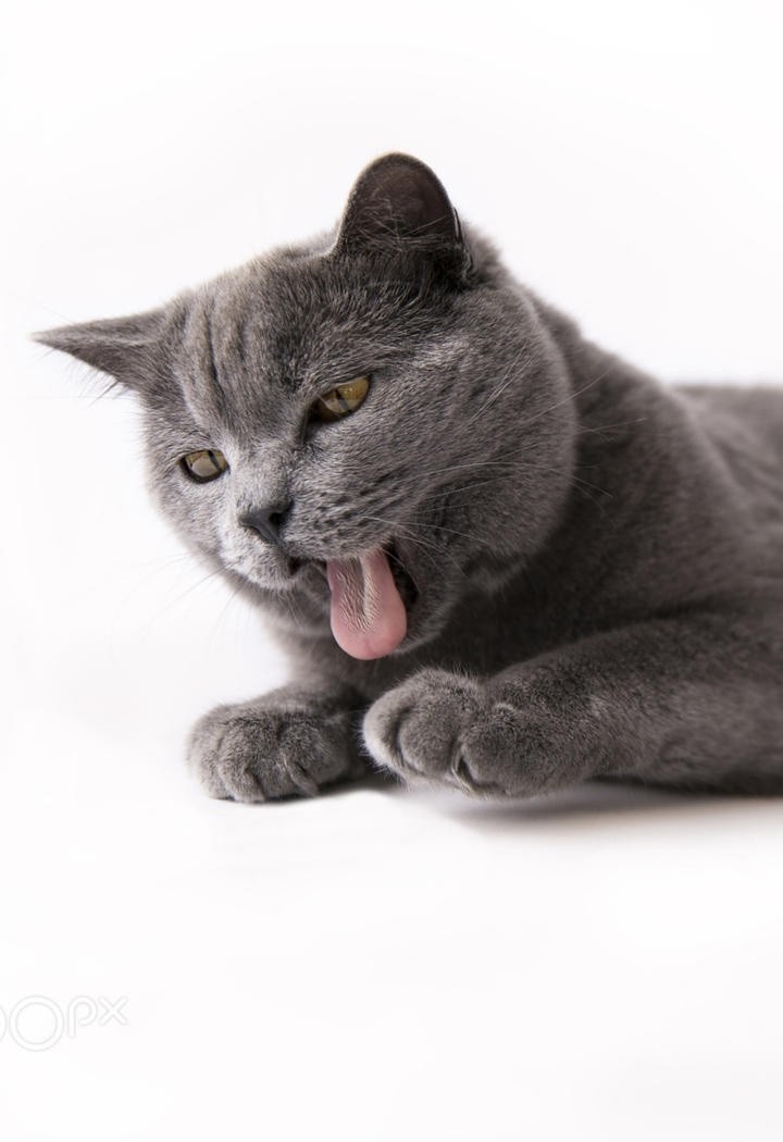吐舌头的英国短毛猫图片
