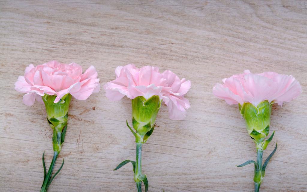 粉嫩康乃馨唯美高清桌面壁纸