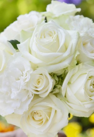白玫瑰鲜花特写图片