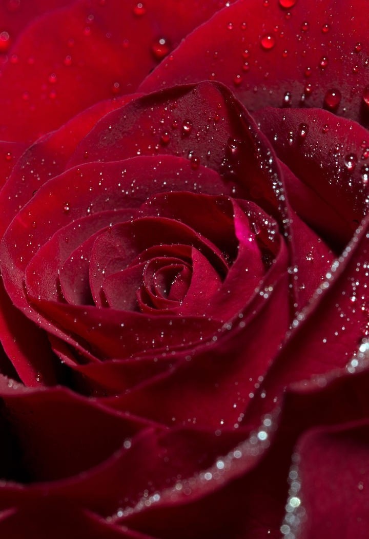 水珠晶莹剔透的玫瑰花图片