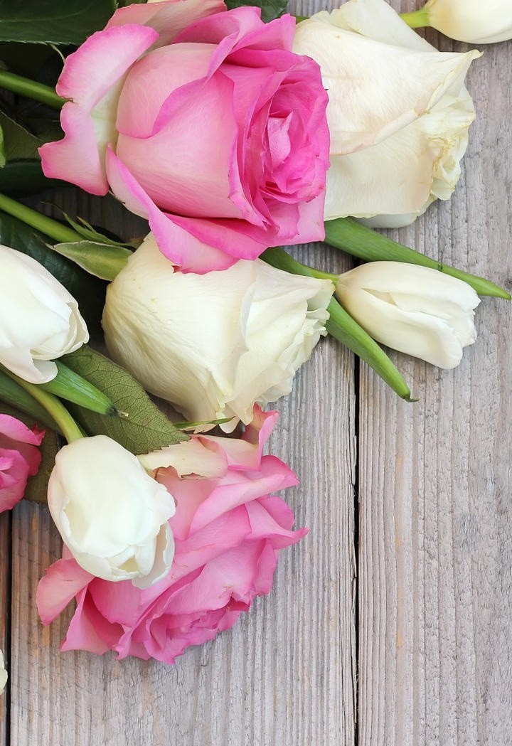绚丽多彩的玫瑰花图片